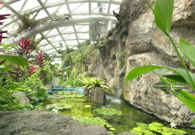 Tropikal Kelebek Bahçesi